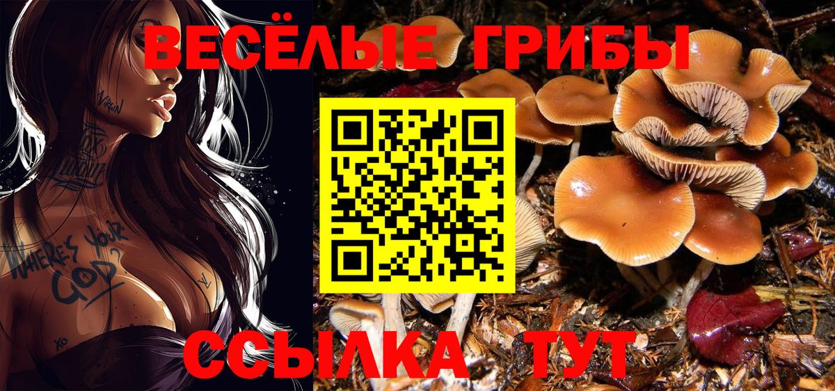 Псилоцибиновые грибы GOLDEN TEACHER  Вход с VPN  Великий Новгород  Псилоцибиновые грибы MAGIC MUSHROOMS 